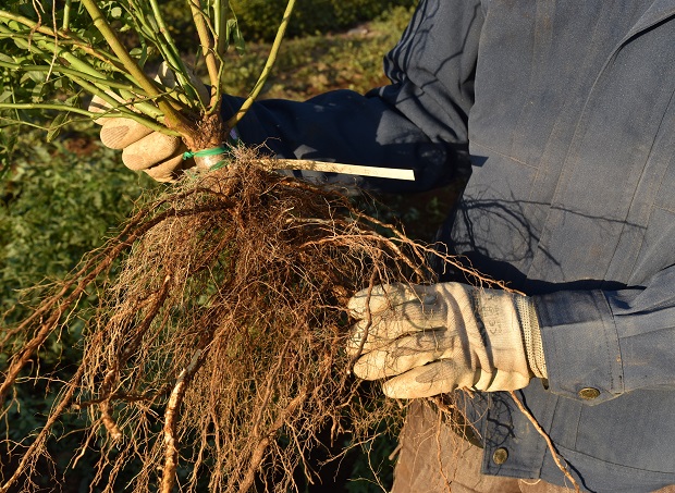 19年春苗も根が充実しそうです 台木の冬支度 篠宮バラ園