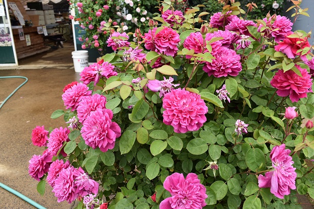 2019年5月15日の園内の様子 | | 篠宮バラ園