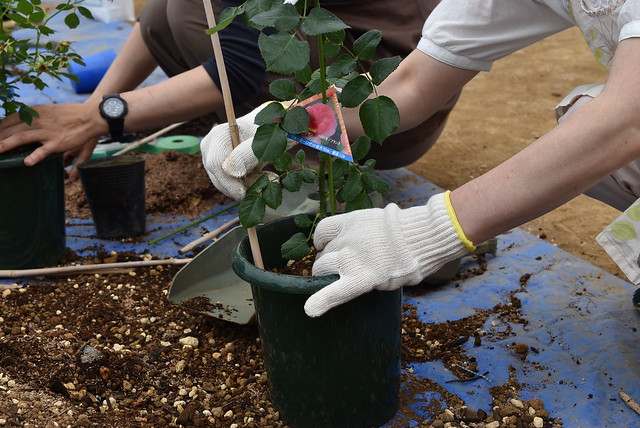 満員御礼 締切ました バラ初心者向け 新苗をお家にむかえた後のお手入れ 実際に新苗を7号鉢に植えてみよう 講座 篠宮バラ園