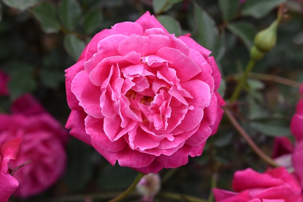 オールドローズの小径が見ごろです 篠宮バラ園