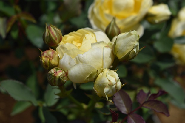 篠宮バラ園 篠宮バラ園によるバラに関する よみもの Part 25