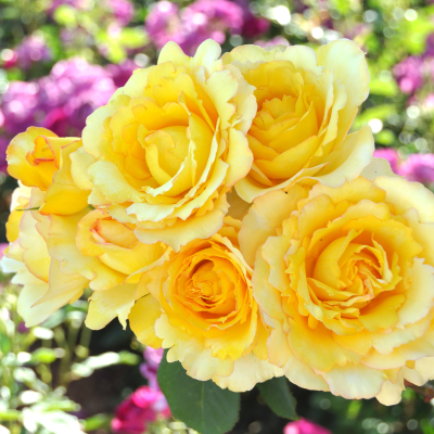 5月2日ご注文締切 22年母の日ギフト受付中 篠宮バラ園