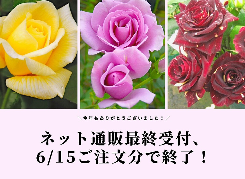 東洋経済　バラ売り可 苗のネット通販最終受付は6月15日となります。 | | 篠宮バラ園