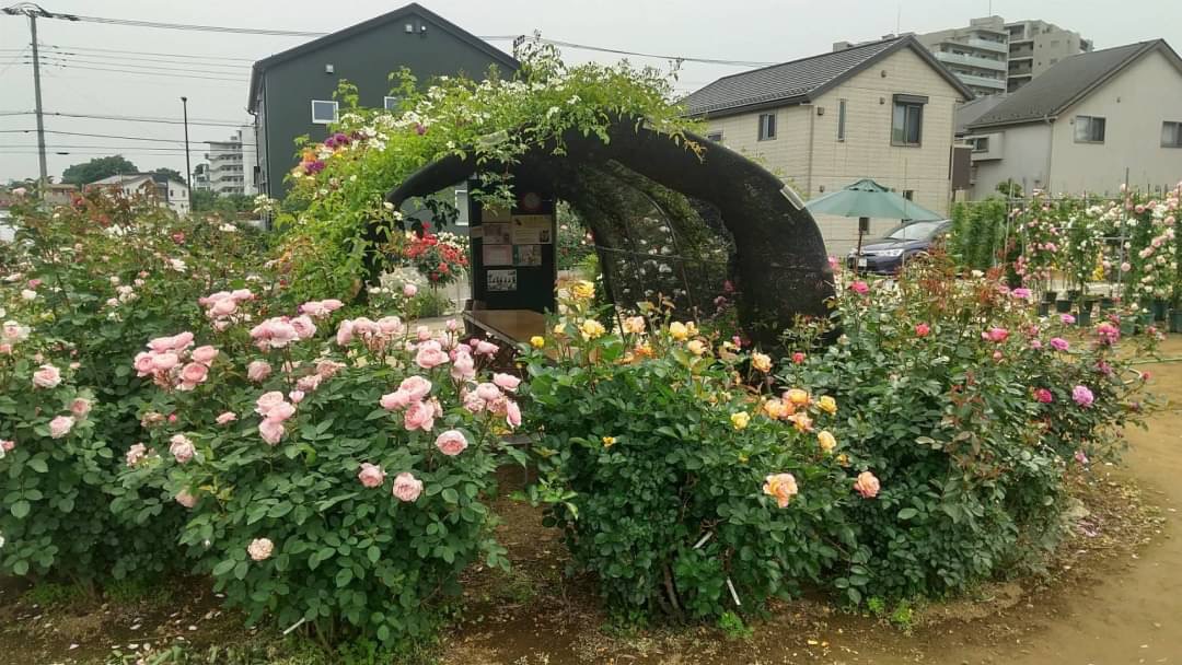 満開です 22年5 のバラ園の様子 篠宮バラ園