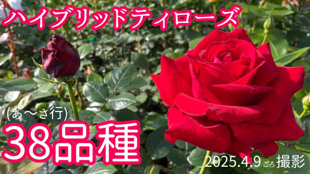 「希少な薔薇を生かしたリース♡」アシンメトリーのデザインです スイーツみたいな名前のバラ② - #シュガーキャンディーローズ