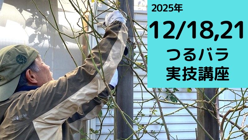 篠宮バラ園 | 篠宮バラ園によるバラに関する「よみもの」 - Part 2