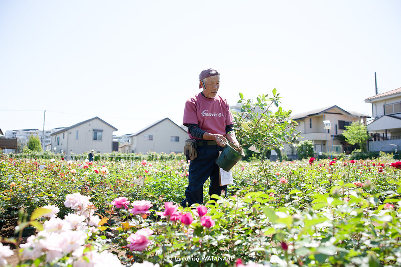 2025年春苗をご購入いただいたお客様の声3 | | 篠宮バラ園