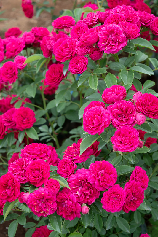 篠宮バラ園 | 篠宮バラ園によるバラに関する「よみもの」