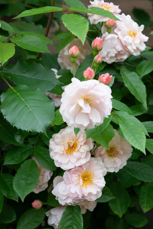 篠宮バラ園 | 篠宮バラ園によるバラに関する「よみもの」