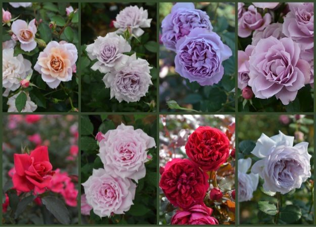 お知らせ | 篠宮バラ園