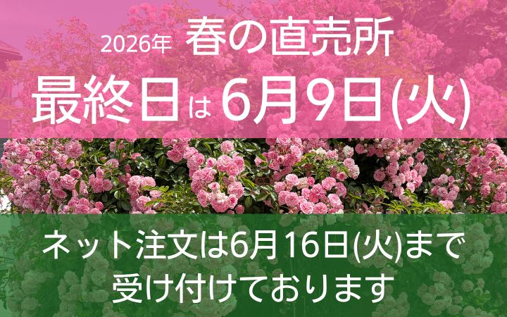 お知らせ | 篠宮バラ園