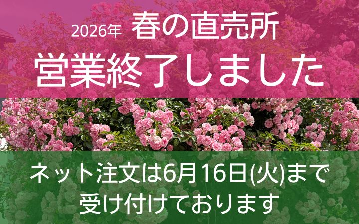 お知らせ | 篠宮バラ園