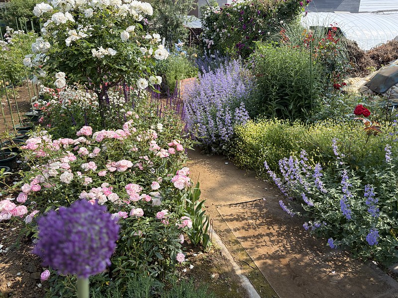 2026年開花状況 | | 篠宮バラ園
