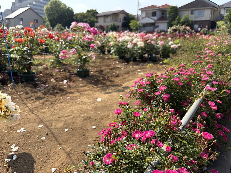 篠宮バラ園 | 篠宮バラ園によるバラに関する「よみもの」