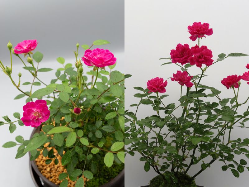 バラ苗　お問い合わせ　ページ David Austin Roses - バラ苗, バラ鉢, イングリッシュローズ, つる