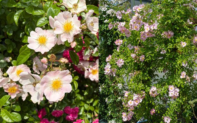 6月4日(木)10:30より！感謝SALE開催！長尺、大苗、新苗、盆栽が大特価