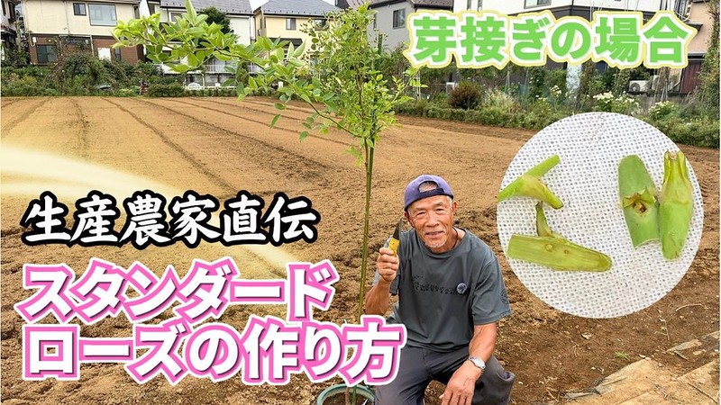 お知らせ | 篠宮バラ園