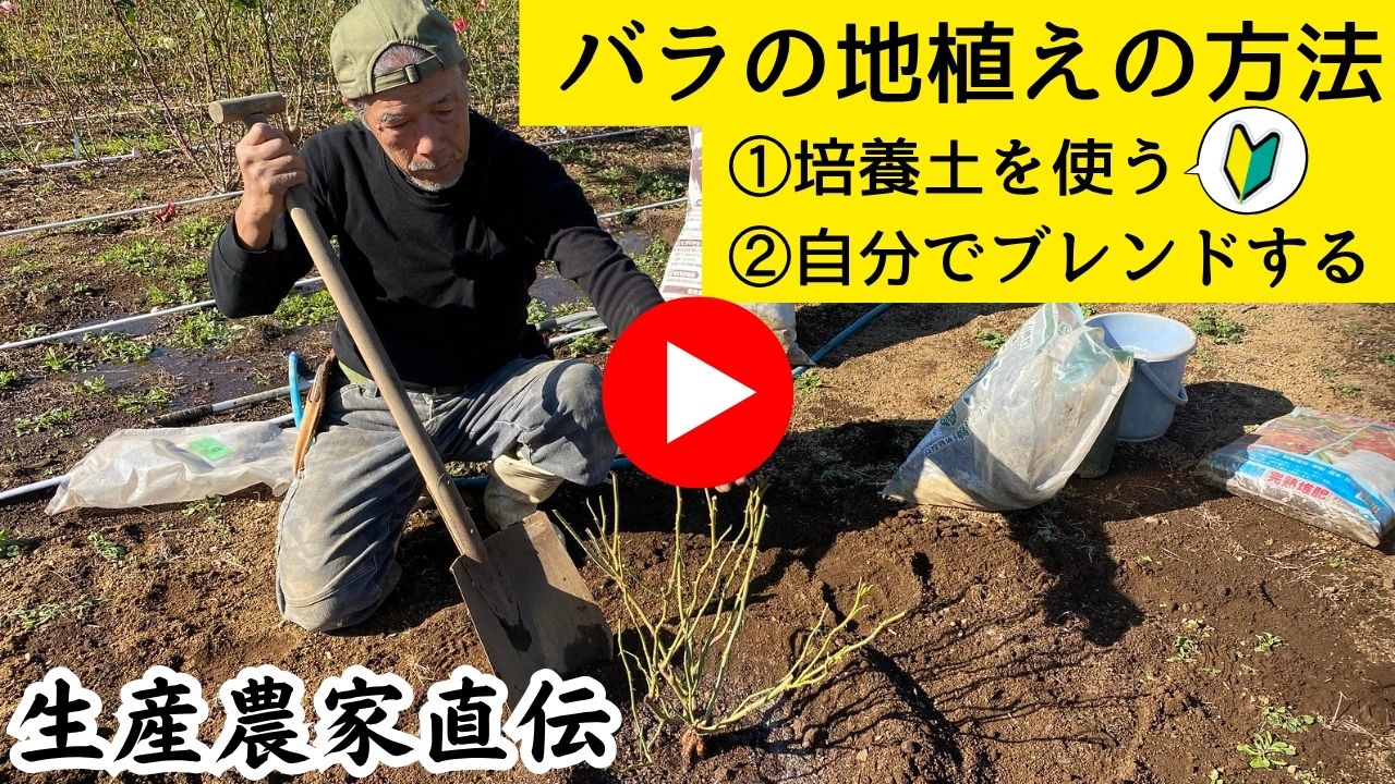 バラの地植えの方法