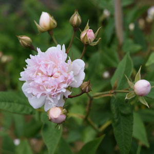 バラ苗　四季咲き　トゲ少ない　まるでブーケのよう　薔薇苗 バラ苗 四季咲き トゲ少ない 薔薇苗 まるでブーケのよう - メルカリ