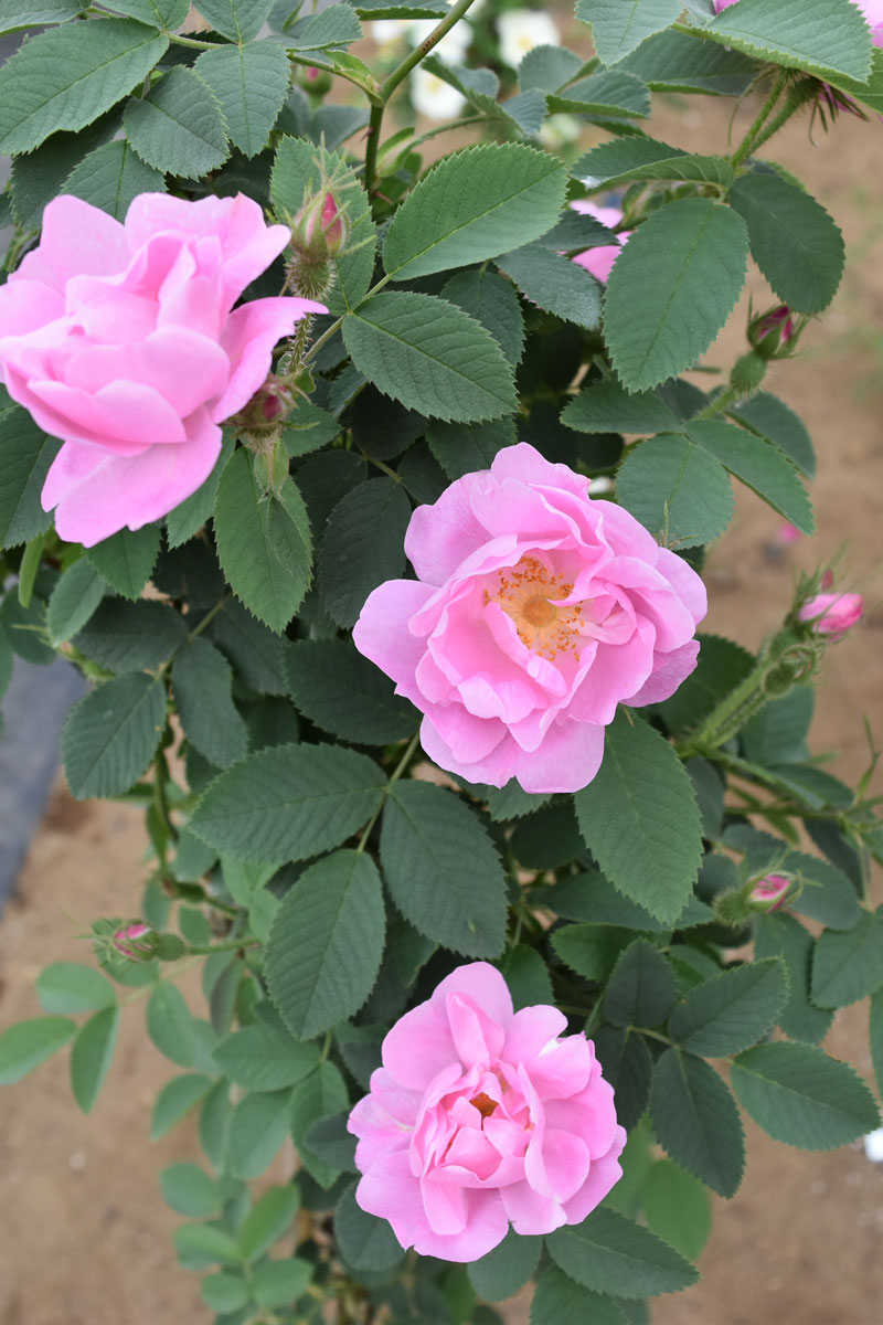 ロサ ポミフェラ デュプレックス ｜バラ苗の通販の篠宮バラ園