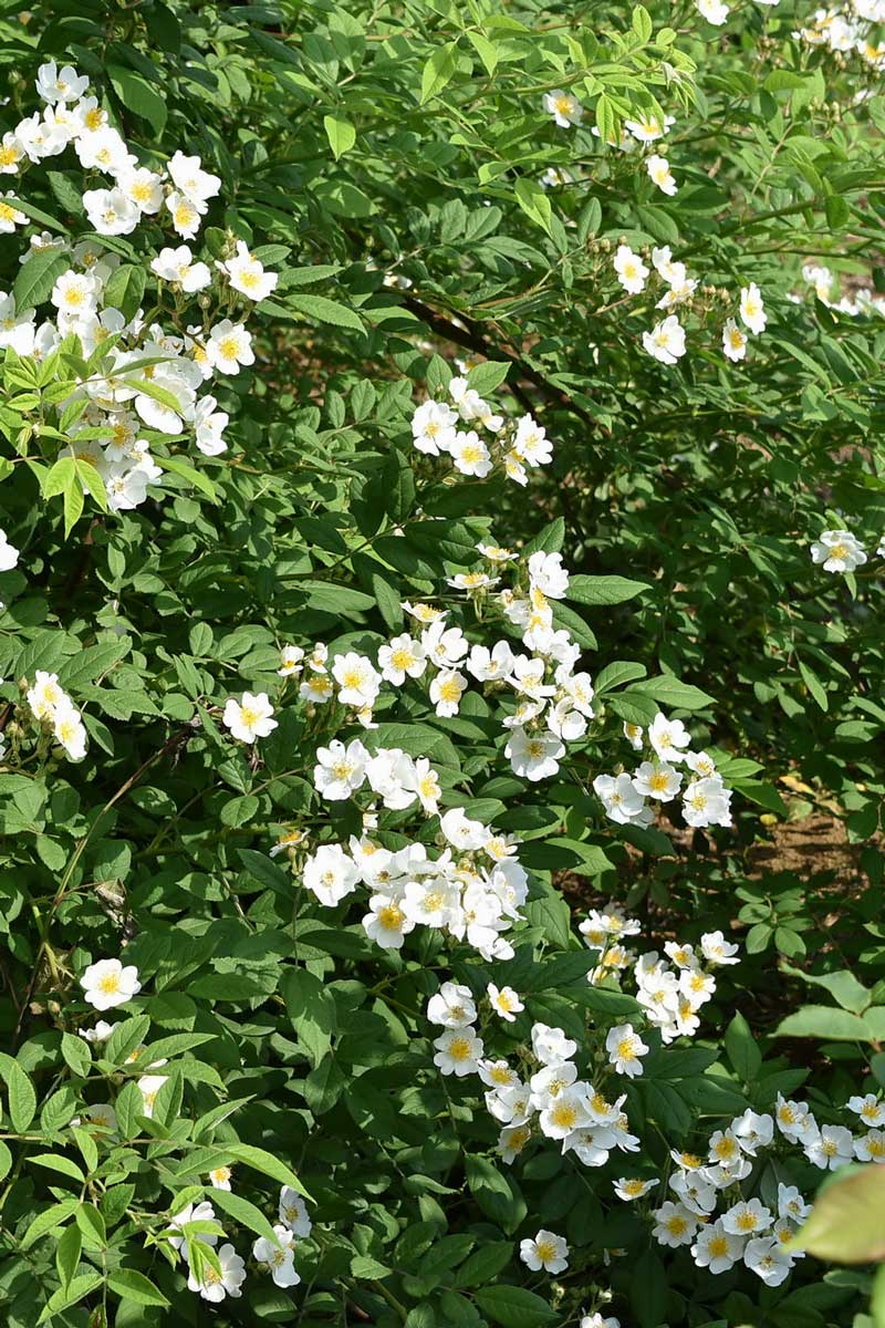 ノイバラ（ロサムルティフローラ)｜バラ苗の通販の篠宮バラ園