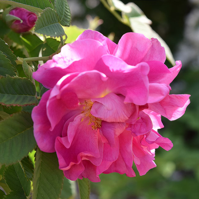 アガサ ｜バラ苗の通販の篠宮バラ園