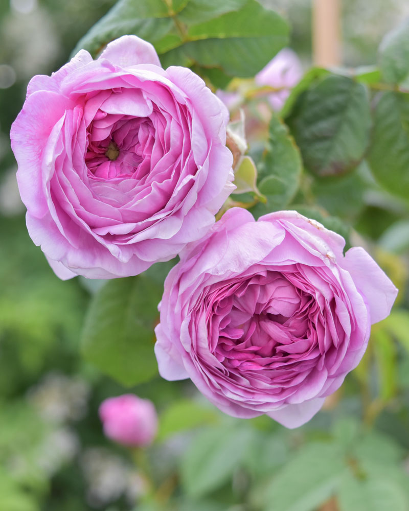 1-02009_L1.jpg