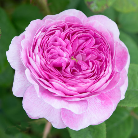 薄紫薔薇柄生地14～15m 数量5から】 生地 『ツイルプリント 水彩タッチ バラ ホワイト×ブルー