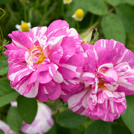 濃い紫 | 篠宮バラ園