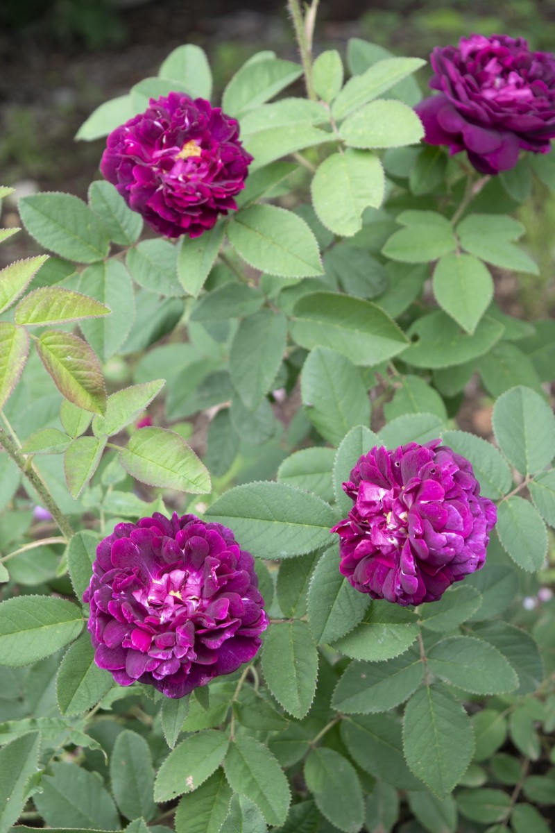 シャルル ドゥ ミル ｜バラ苗の通販の篠宮バラ園