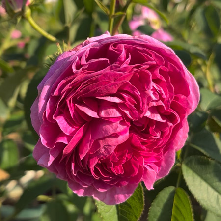 【7号鉢2年生苗】シャルル ドゥ ミル（自家栽培の健康台木使用）