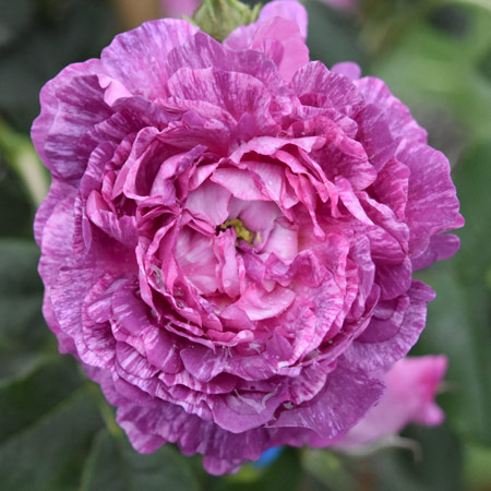 濃い紫 | 篠宮バラ園