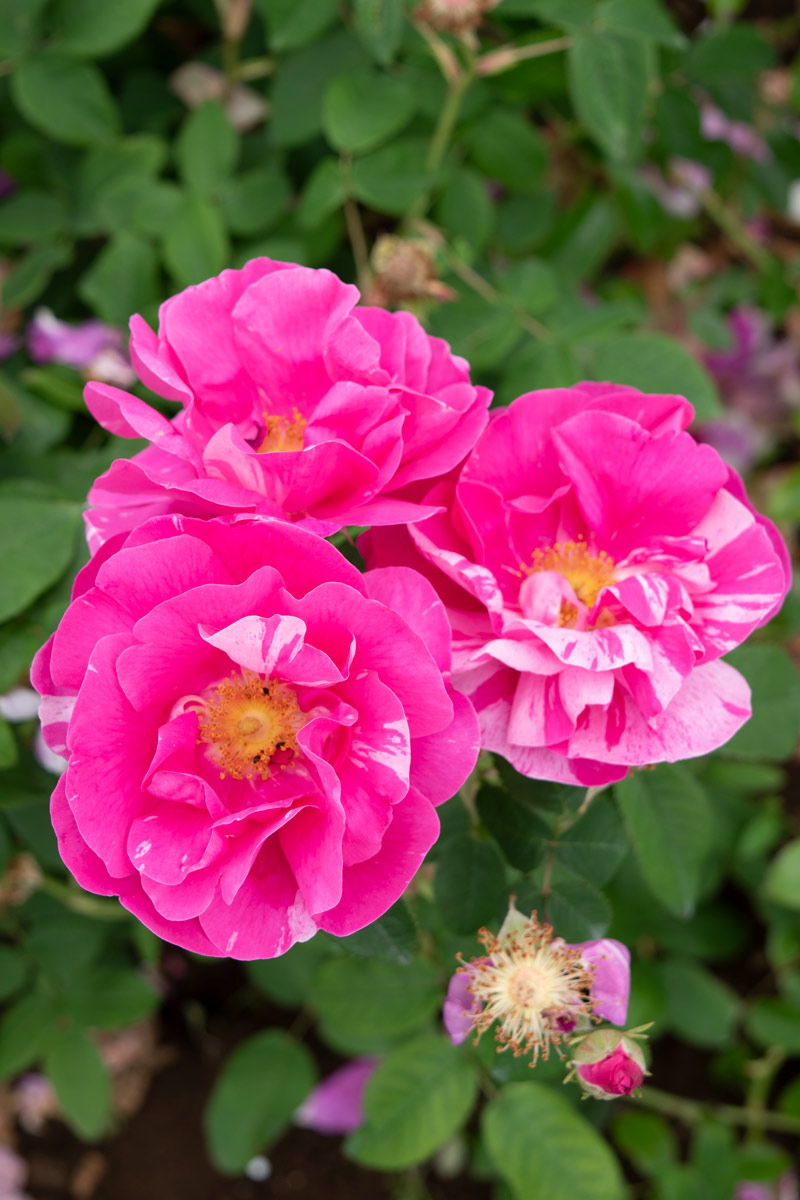 ロサ ムンディ ｜バラ苗の通販の篠宮バラ園