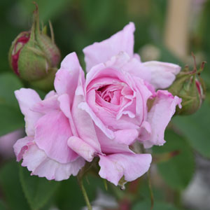 新苗 | 篠宮バラ園