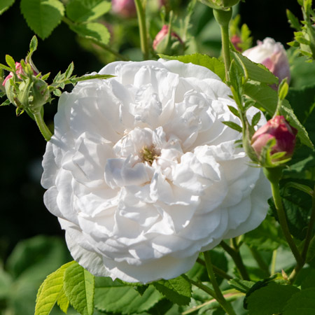 ミニつるバラ苗 真珠貝 バラ苗 ばら苗 ミニつるバラ苗 真珠貝