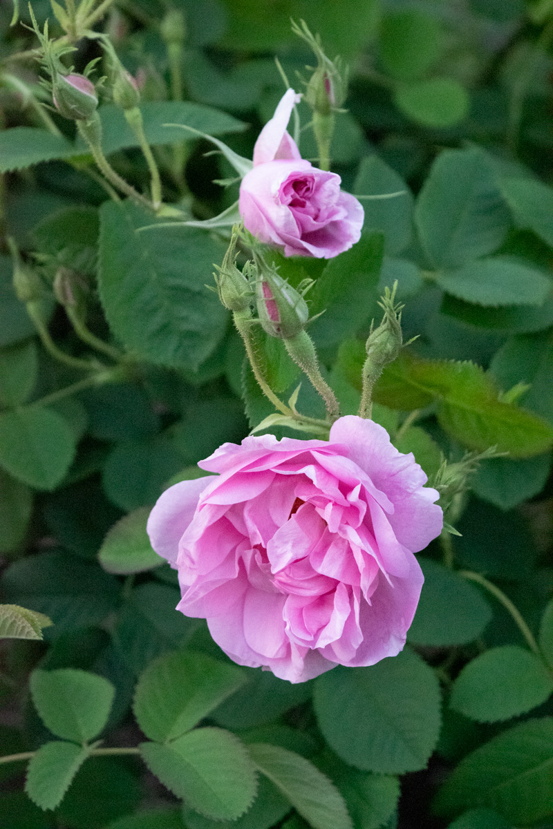 Riramon様♡ご予約 バラ苗