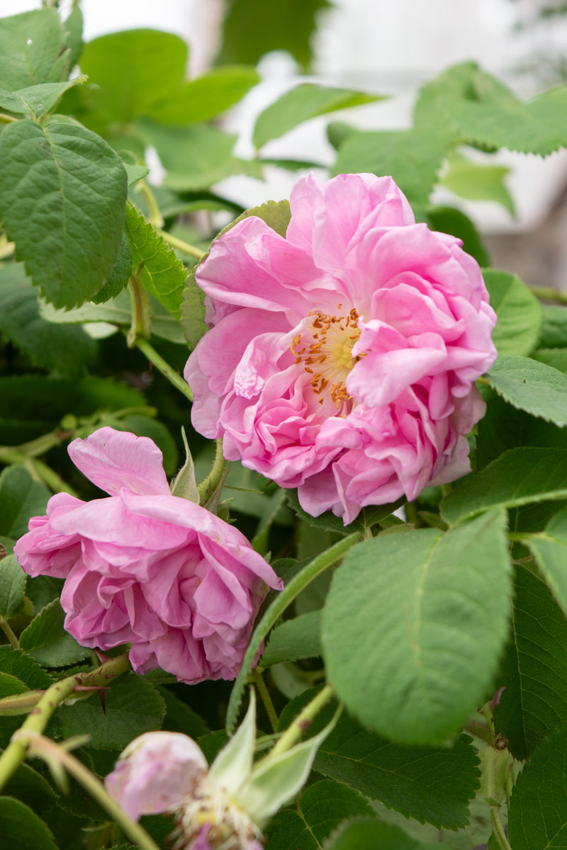 三輪山麓のハーブ農園花咲さま専用 ベルガモット 3年生 7号21cm