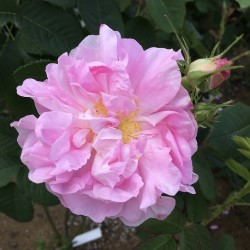 オールドローズ] の商品一覧 | 篠宮バラ園