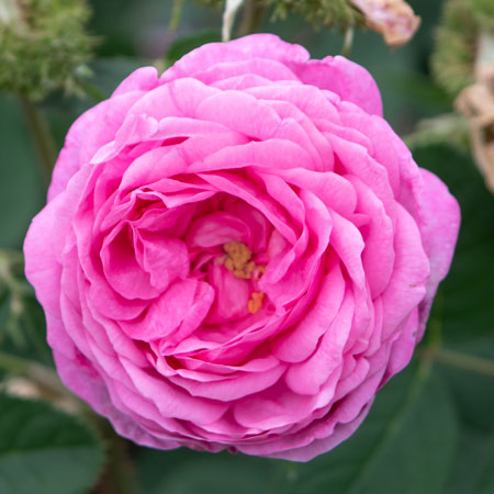 長尺苗 | 篠宮バラ園