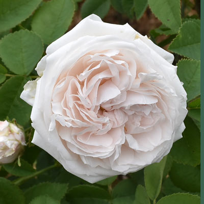 ケンティフォーリアローズ | バラ苗の通販の篠宮バラ園