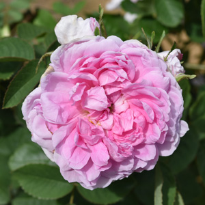 モスローズ | バラ苗のネット通販の篠宮バラ園