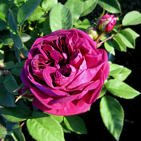 モスローズ | バラ苗のネット通販の篠宮バラ園