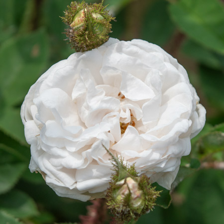 大苗 | 篠宮バラ園
