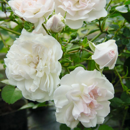 ノワゼット (N)｜篠宮バラ園