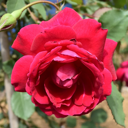 オールドローズ | 篠宮バラ園