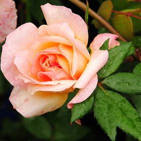 【7号鉢2年生苗】クレパスキュール（自家栽培の健康台木使用）