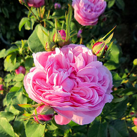 ジャニーズ バラ売り⭕️ WILD JARA HONEY ｜オーガニック ジャラハニー｜天然はちみつ｜ハチの