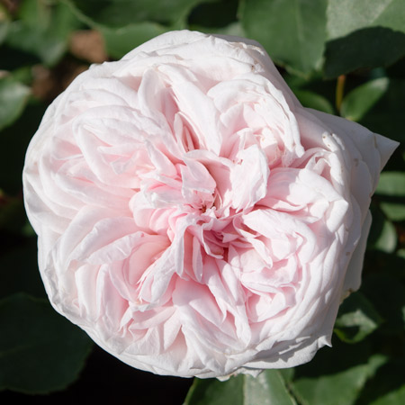 薄いピンク | 篠宮バラ園