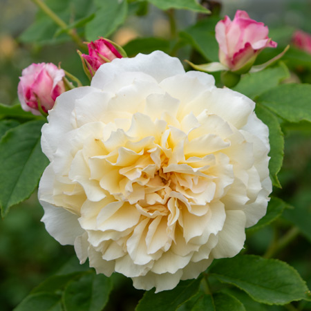 【Ezbuy公式アカウント01】【新品】フランツ　バラ　セット コンパクトなつるバラ | バラ苗の通販の篠宮バラ園