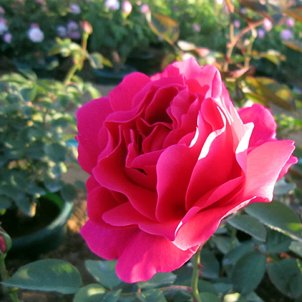 1-21068_1.jpg
